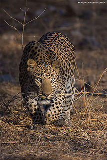 A stalking leopard || Jhalana || Dec 2016
https://www.facebook.com/MohammedSalmanPics/ Leopard,Panthera pardus
