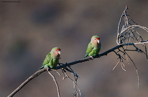 Rosy Faced Lovebirds || Grootberg || Oct 2018
https://www.facebook.com/MohammedSalmanPics/ Agapornis roseicollis,Rosy Faced Lovebirds