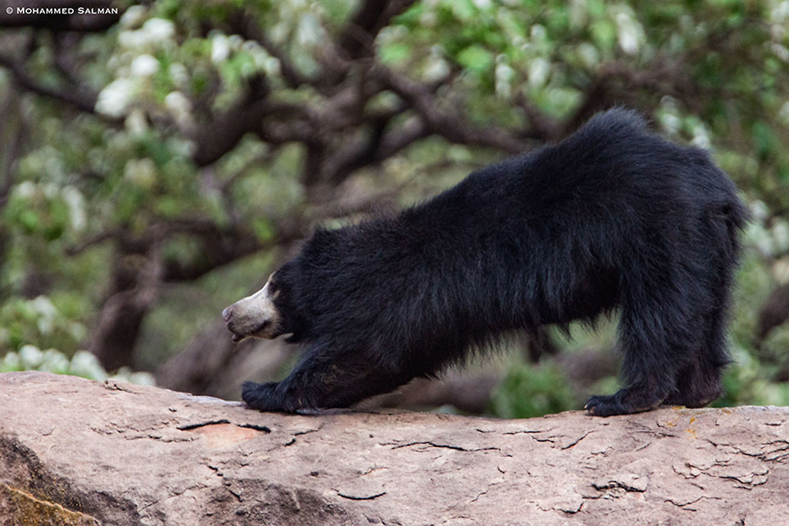 Bear stretch || Daroji || July 2018<br />
<a href="https://www.facebook.com/MohammedSalmanPics/" rel="nofollow">https://www.facebook.com/MohammedSalmanPics/</a> Melursus ursinus,Sloth bear