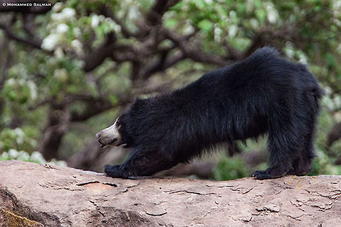 Bear stretch || Daroji || July 2018
https://www.facebook.com/MohammedSalmanPics/ Melursus ursinus,Sloth bear