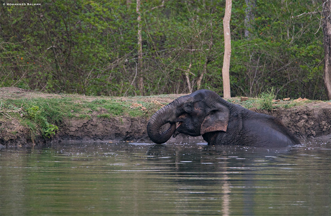 An elephant || Kabini || March 2018<br />
<a href="https://www.facebook.com/MohammedSalmanPics/" rel="nofollow">https://www.facebook.com/MohammedSalmanPics/</a><br />
 Asian elephant,Elephas maximus