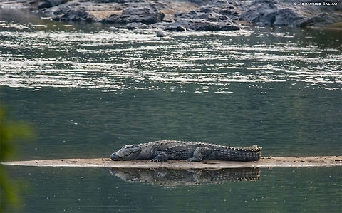 Crocodile || Cauvery WLS || Nov 2016.
https://www.facebook.com/MohammedSalmanPics/ Crocodylus johnsoni,Crocodylus palustris,Freshwater Crocodile,Mugger crocodile