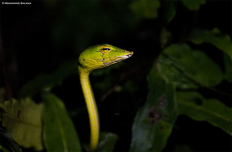 "Vine" of the green snake || Agumbe || June 2019
https://www.facebook.com/MohammedSalmanPics/  Ahaetulla nasuta,Green vine snake or Long-nosed whip snake,Oxybelis fulgidus
