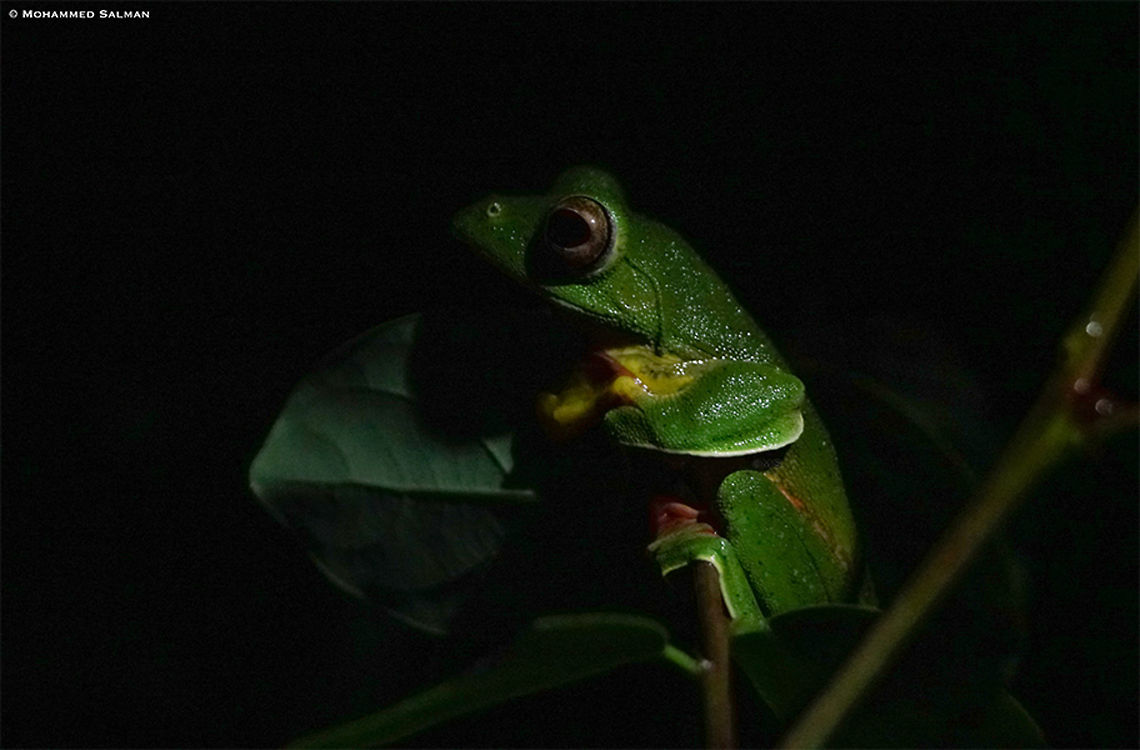 Malabar Gliding Frog || Agumbe || June 2019<br />
<a href="https://www.facebook.com/MohammedSalmanPics/" rel="nofollow">https://www.facebook.com/MohammedSalmanPics/</a> Malabar gliding frog,Rhacophorus malabaricus