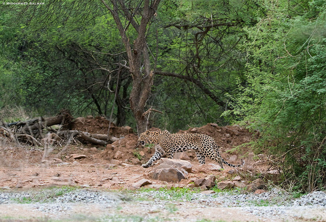 Leopardess Leela || Jhalana || June 2019<br />
<a href="https://www.facebook.com/MohammedSalmanPics/" rel="nofollow">https://www.facebook.com/MohammedSalmanPics/</a><br />
 Leopard,Panthera pardus