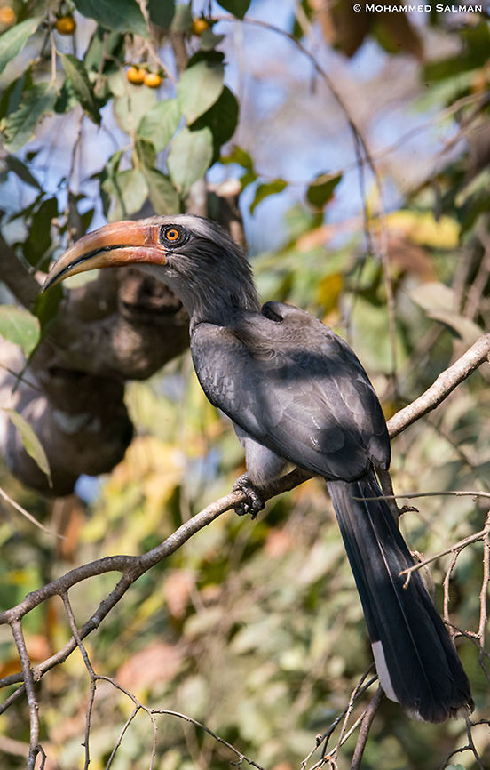 Malabar grey hornbill || Dandeli || March 2019<br />
<a href="https://www.facebook.com/MohammedSalmanPics/" rel="nofollow">https://www.facebook.com/MohammedSalmanPics/</a> Malabar Grey Hornbill,Ocyceros griseus
