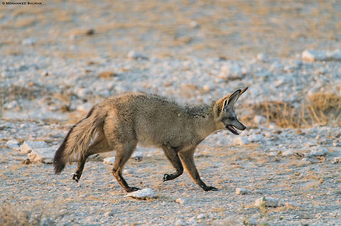 Bat-eared fox || Etosha || Oct 2018
https://www.facebook.com/MohammedSalmanPics/ Bat-Eared Fox,Otocyon megalotis