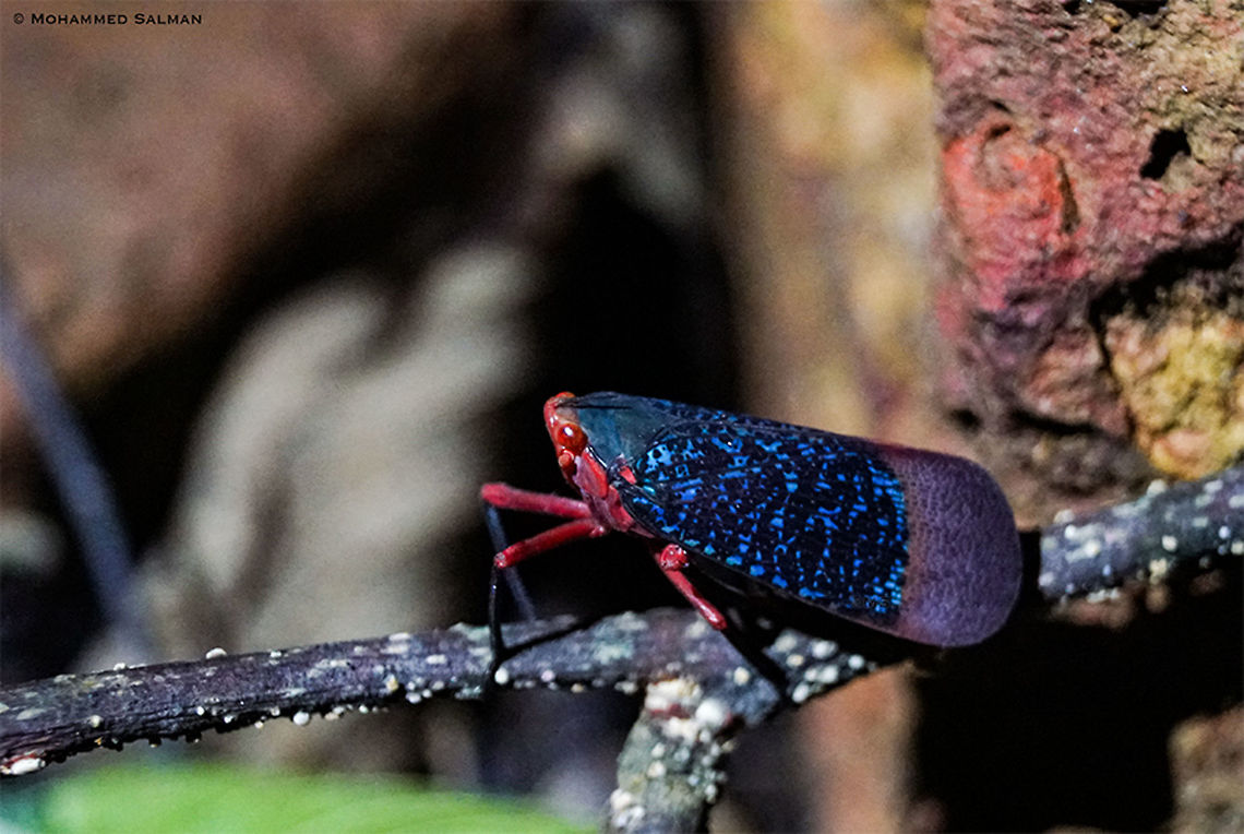 Lanternfly (Kalidasa lanata) || Agumbe || June 2019<br />
<a href="https://www.facebook.com/MohammedSalmanPics/" rel="nofollow">https://www.facebook.com/MohammedSalmanPics/</a> Kalidasa lanata
