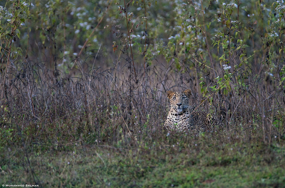 Panthera pardus || Bhadra || Jan 2018.<br />
<a href="https://www.facebook.com/MohammedSalmanPics/" rel="nofollow">https://www.facebook.com/MohammedSalmanPics/</a> Leopard,Panthera pardus