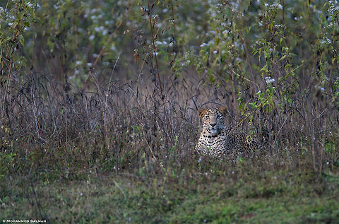 Panthera pardus || Bhadra || Jan 2018.
https://www.facebook.com/MohammedSalmanPics/ Leopard,Panthera pardus