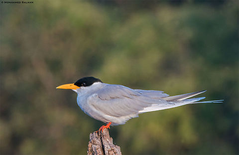 River tern || Lakkavalli, Bhadra || Jan 2019
https://www.facebook.com/MohammedSalmanPics/
 River Tern,Sterna aurantia