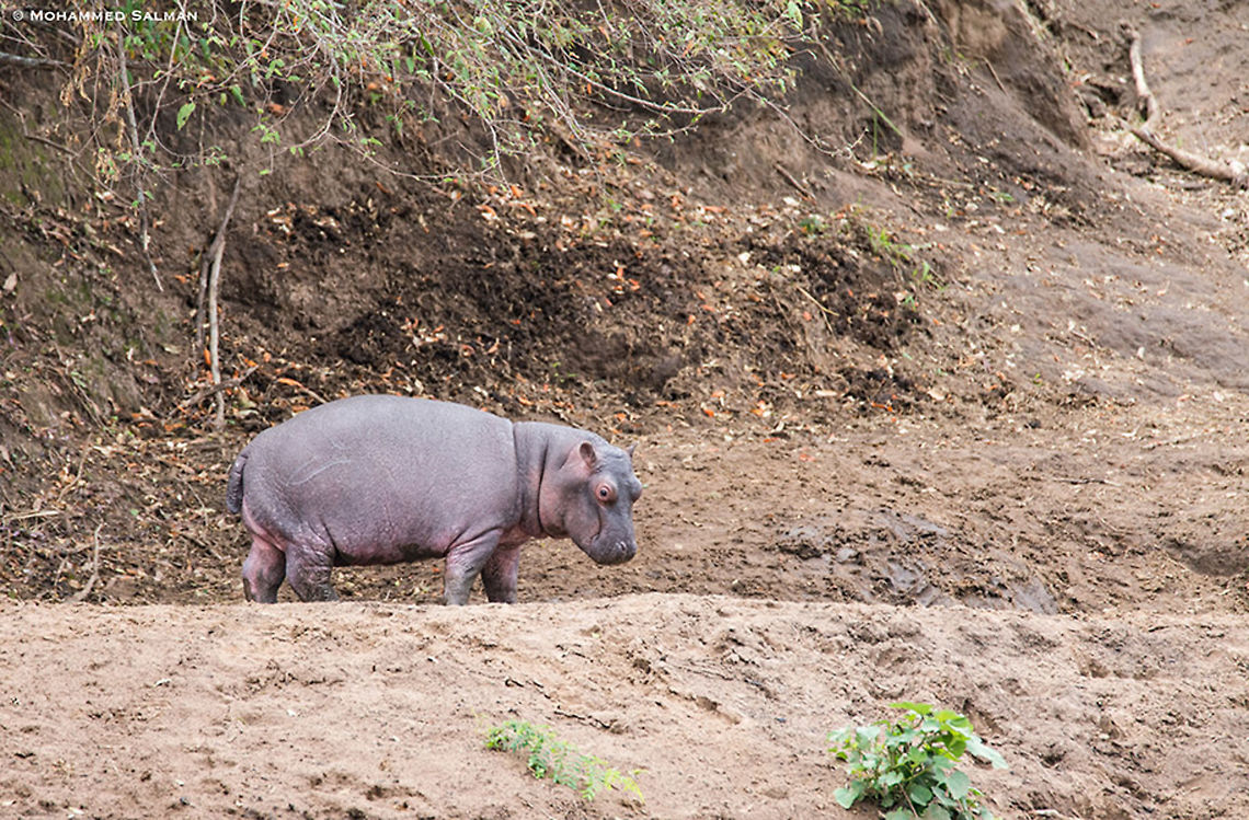 Baby hippo || Maasai Mara || Aug 2017<br />
<a href="https://www.facebook.com/MohammedSalmanPics/" rel="nofollow">https://www.facebook.com/MohammedSalmanPics/</a> Hippopotamus,Hippopotamus amphibius
