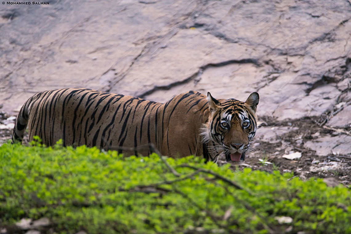 Tigress T-102 || Ranthambhore || June 2019<br />
<a href="https://www.facebook.com/MohammedSalmanPics/" rel="nofollow">https://www.facebook.com/MohammedSalmanPics/</a> Bengal tiger,Panthera tigris tigris