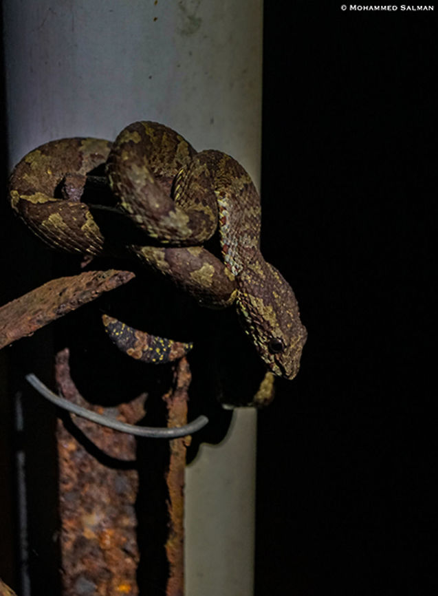 Malabar Pit Viper Greenish Brown Morph || Agumbe || June 2019<br />
<a href="https://www.facebook.com/MohammedSalmanPics/" rel="nofollow">https://www.facebook.com/MohammedSalmanPics/</a> Malabar pit viper,Trimeresurus malabaricus