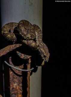 Malabar Pit Viper Greenish Brown Morph || Agumbe || June 2019
https://www.facebook.com/MohammedSalmanPics/ Malabar pit viper,Trimeresurus malabaricus