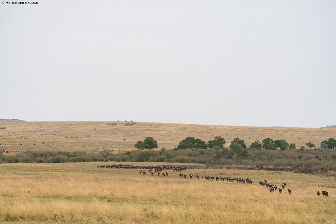 The migrating wildebeest || Maasai Mara || Aug 2017<br />
<a href="https://www.facebook.com/MohammedSalmanPics/" rel="nofollow">https://www.facebook.com/MohammedSalmanPics/</a> Blue wildebeest,Connochaetes taurinus