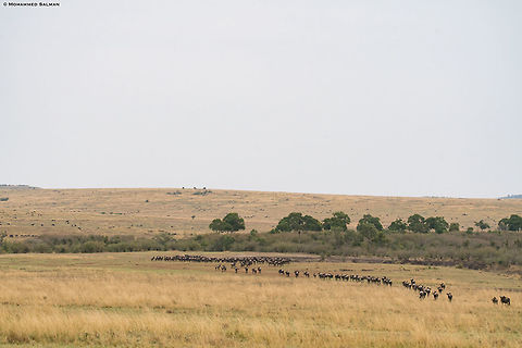 The migrating wildebeest || Maasai Mara || Aug 2017
https://www.facebook.com/MohammedSalmanPics/ Blue wildebeest,Connochaetes taurinus