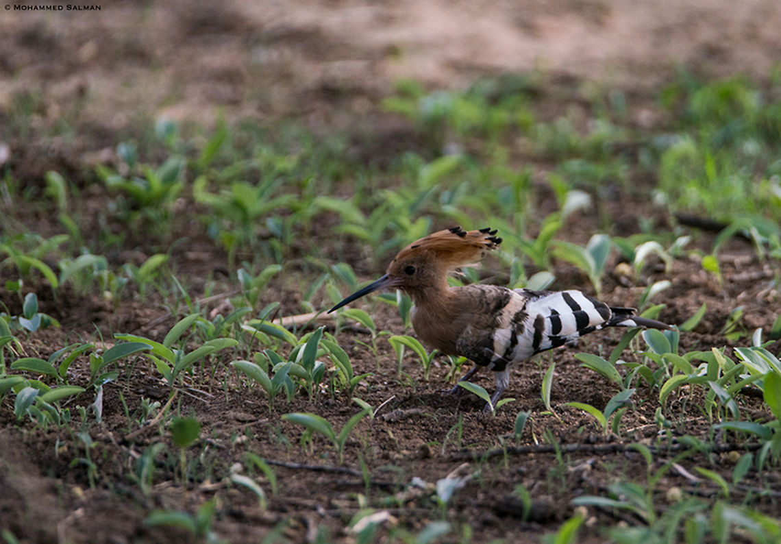 Hoopoe || Jhalana || June 2019<br />
<a href="https://www.facebook.com/MohammedSalmanPics/" rel="nofollow">https://www.facebook.com/MohammedSalmanPics/</a> Hoopoe,Upupa epops