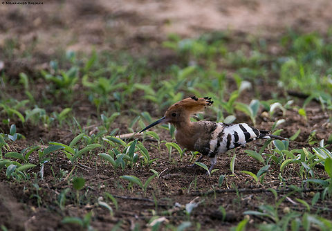 Hoopoe || Jhalana || June 2019
https://www.facebook.com/MohammedSalmanPics/ Hoopoe,Upupa epops