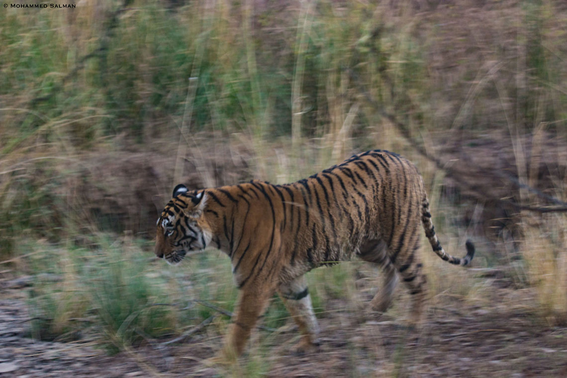 Panning tiger || Ranthambore || Dec 2016.<br />
<a href="https://www.facebook.com/MohammedSalmanPics/" rel="nofollow">https://www.facebook.com/MohammedSalmanPics/</a> Bengal tiger,Panthera tigris tigris