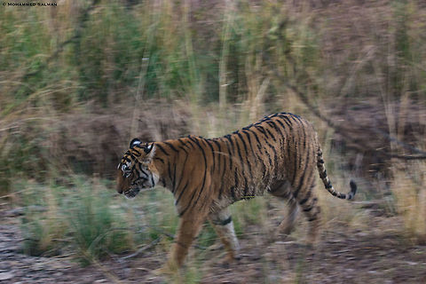 Panning tiger || Ranthambore || Dec 2016.
https://www.facebook.com/MohammedSalmanPics/ Bengal tiger,Panthera tigris tigris