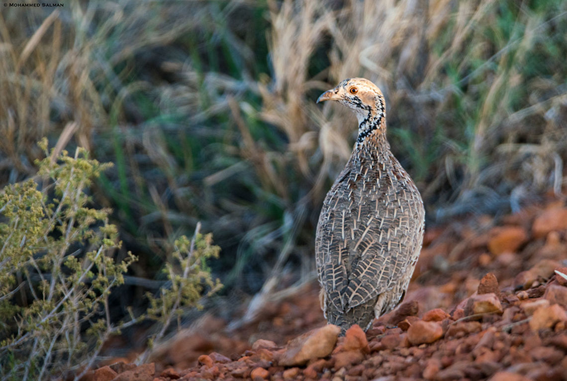 Orange River francolin || Namibia || Oct 2018<br />
<a href="https://www.facebook.com/MohammedSalmanPics/" rel="nofollow">https://www.facebook.com/MohammedSalmanPics/</a> Orange River francolin,Scleroptila gutturalis