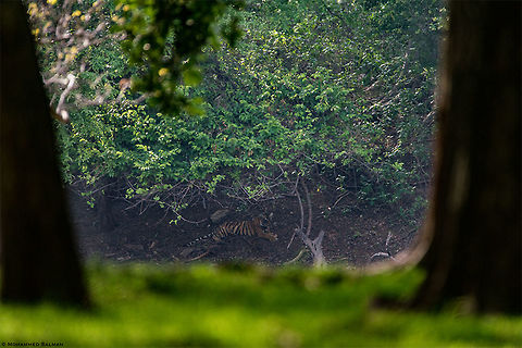 Arrowhead's Cub Happy World Tiger Day!!!
|| Ranthambore || June 2019
#WorldTigerDay
https://www.facebook.com/MohammedSalmanPics/ Bengal tiger,Panthera tigris tigris