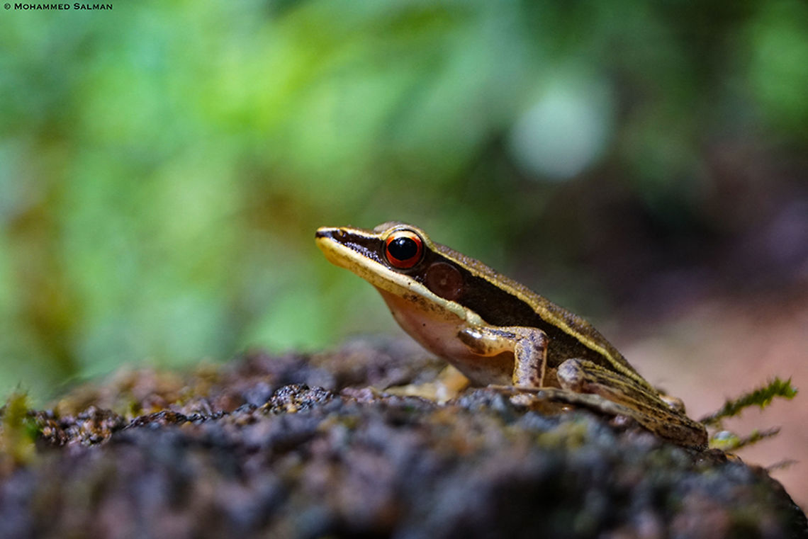 Golden frog || Agumbe || June 2019 <br />
<a href="https://www.facebook.com/MohammedSalmanPics/" rel="nofollow">https://www.facebook.com/MohammedSalmanPics/</a> Golden frog,Hylarana aurantiaca,Mantella aurantiaca