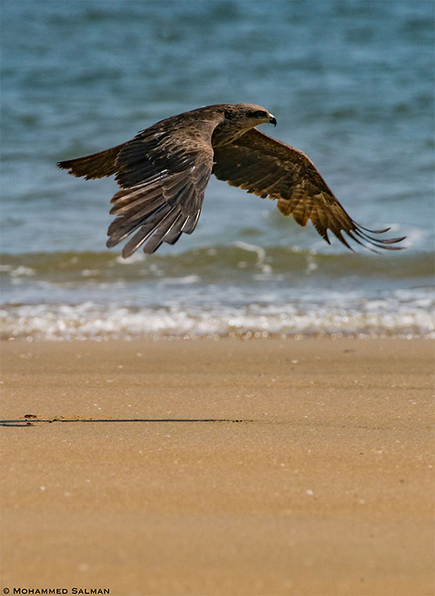 Black kite || Karwar || March 2019<br />
<a href="https://www.facebook.com/MohammedSalmanPics/" rel="nofollow">https://www.facebook.com/MohammedSalmanPics/</a> Black kite,Milvus migrans