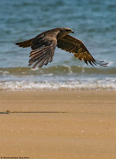 Black kite || Karwar || March 2019
https://www.facebook.com/MohammedSalmanPics/ Black kite,Milvus migrans