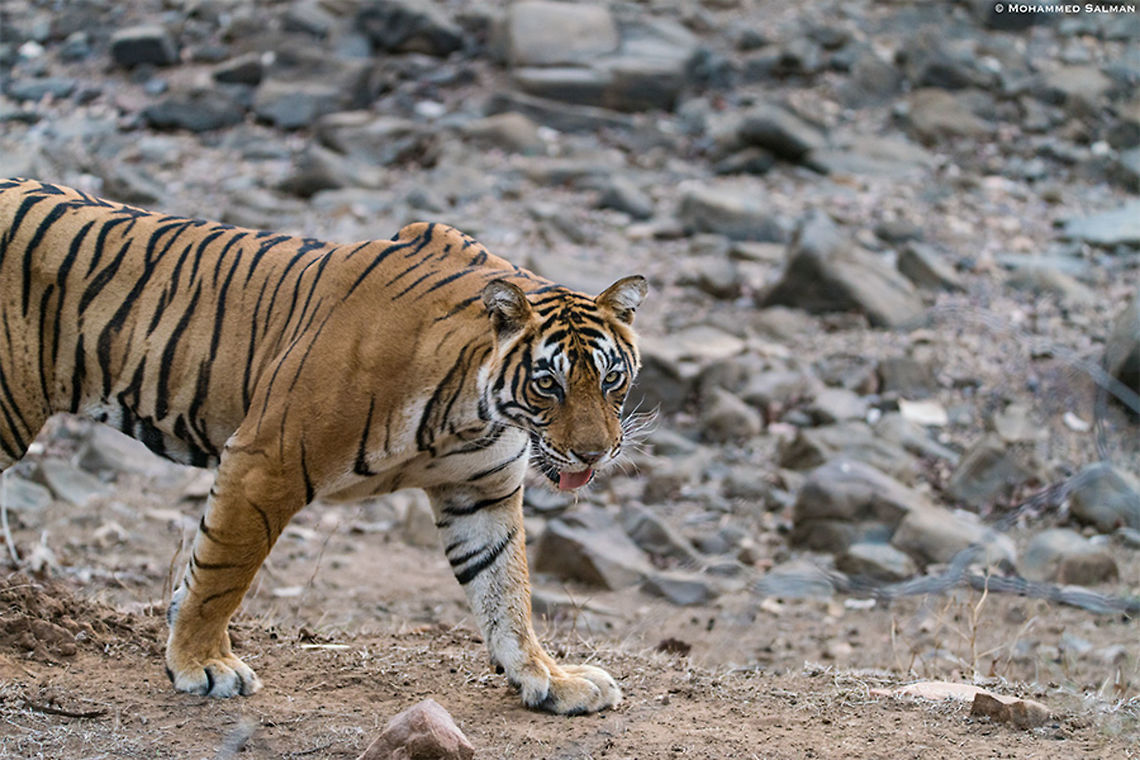 Enter the frame, T-39 Noor || Ranthambore || June 2018<br />
<a href="https://www.facebook.com/MohammedSalmanPics/" rel="nofollow">https://www.facebook.com/MohammedSalmanPics/</a> Bengal tiger,Panthera tigris tigris