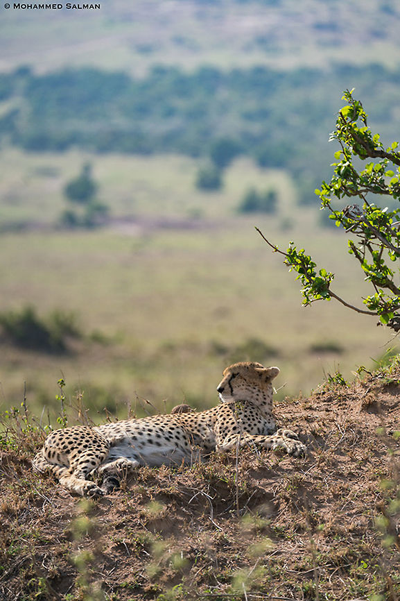 Just chilling, cheetah || Maasai Mara || Aug 2017<br />
<a href="https://www.facebook.com/MohammedSalmanPics/" rel="nofollow">https://www.facebook.com/MohammedSalmanPics/</a> Acinonyx jubatus,Cheetah