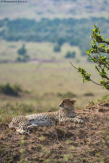 Just chilling, cheetah || Maasai Mara || Aug 2017
https://www.facebook.com/MohammedSalmanPics/ Acinonyx jubatus,Cheetah