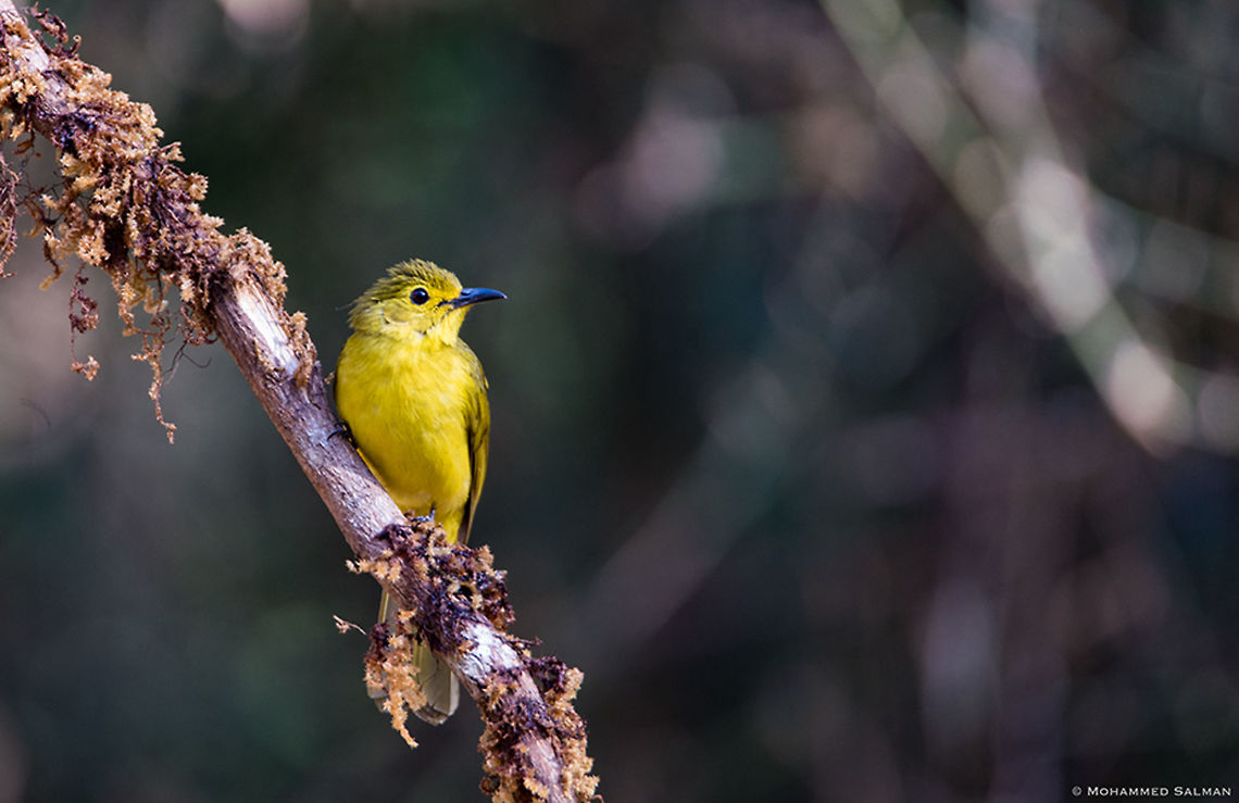 Yellow-browed bulbul || Dandeli || March 2019<br />
<a href="https://www.facebook.com/MohammedSalmanPics/" rel="nofollow">https://www.facebook.com/MohammedSalmanPics/</a> Acritillas indica,Yellow-browed bulbul