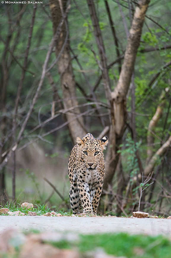 Leopard head-on || Jhalana || June 2019<br />
<a href="https://www.facebook.com/MohammedSalmanPics/" rel="nofollow">https://www.facebook.com/MohammedSalmanPics/</a> Leopard,Panthera pardus