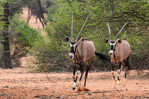 Gemsboks || Kalahari desert || Oct 2018
https://www.facebook.com/MohammedSalmanPics/ Gemsbok,Oryx gazella