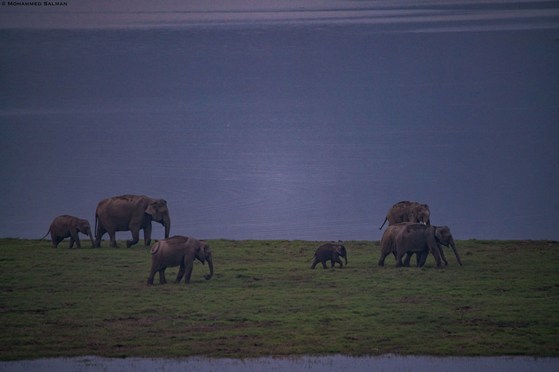 Elephants at sundown || Corbett || April 2019<br />
<a href="https://www.facebook.com/MohammedSalmanPics/" rel="nofollow">https://www.facebook.com/MohammedSalmanPics/</a> Asian elephant,Elephas maximus