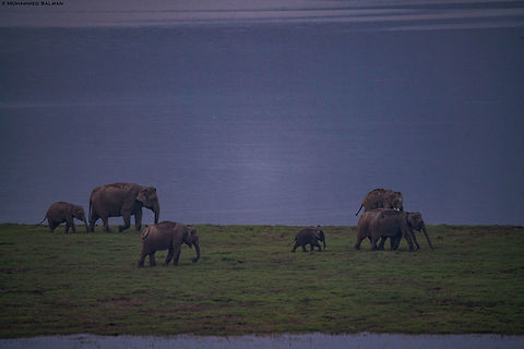 Elephants at sundown || Corbett || April 2019
https://www.facebook.com/MohammedSalmanPics/ Asian elephant,Elephas maximus