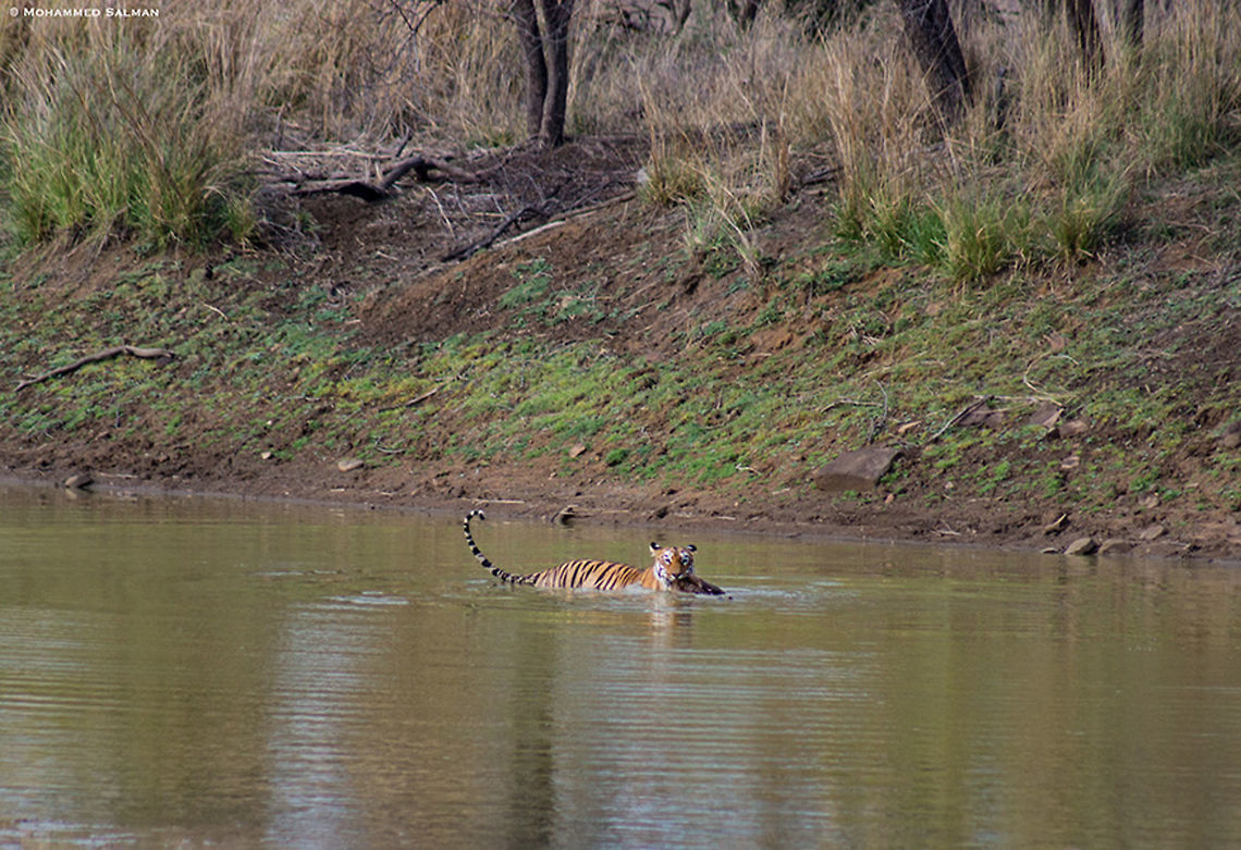 Tiger's poolside brunch || Tadoba || May 2015<br />
<a href="https://www.facebook.com/MohammedSalmanPics/" rel="nofollow">https://www.facebook.com/MohammedSalmanPics/</a> Bengal tiger,Geotagged,India,Panthera tigris tigris,Spring