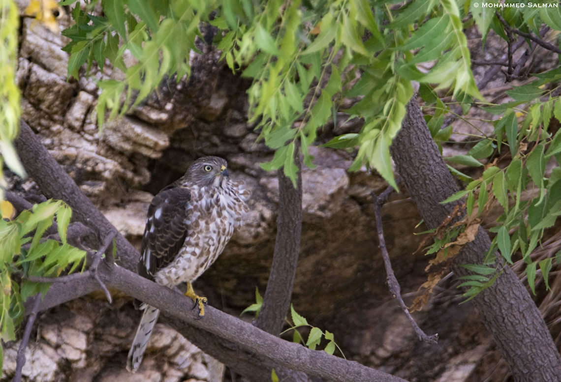 Shikra || Hampi || July 2018<br />
<a href="https://www.facebook.com/MohammedSalmanPics/" rel="nofollow">https://www.facebook.com/MohammedSalmanPics/</a> Accipiter badius,Shikra