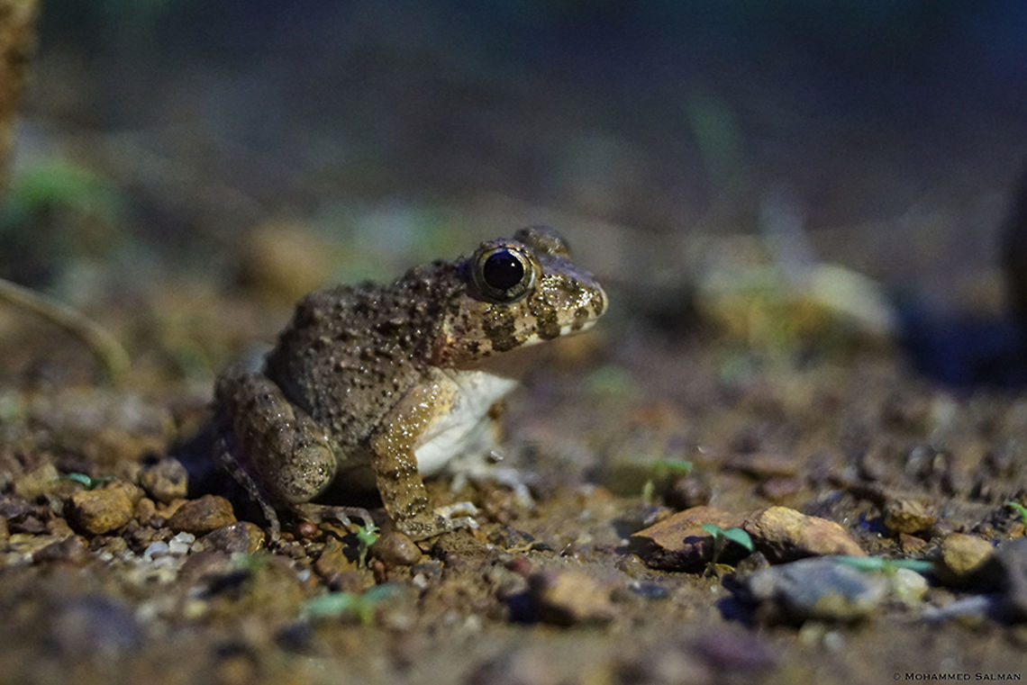 Burrowing Frog Species || Agumbe || June 2019<br />
<a href="https://www.facebook.com/MohammedSalmanPics/" rel="nofollow">https://www.facebook.com/MohammedSalmanPics/</a> Indian burrowing frog,Sphaerotheca breviceps