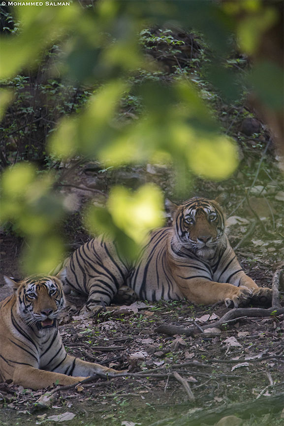 T-95 & T-102 || Ranthambhore || June 2019<br />
<a href="https://www.facebook.com/MohammedSalmanPics/" rel="nofollow">https://www.facebook.com/MohammedSalmanPics/</a> Bengal tiger,Panthera tigris tigris