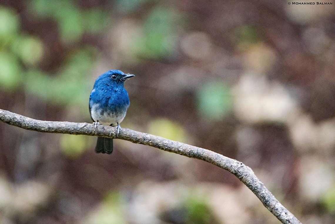 White-bellied blue flycatcher || Dandeli || March 2019<br />
<a href="https://www.facebook.com/MohammedSalmanPics/" rel="nofollow">https://www.facebook.com/MohammedSalmanPics/</a> Cyornis pallipes,White-bellied blue flycatcher