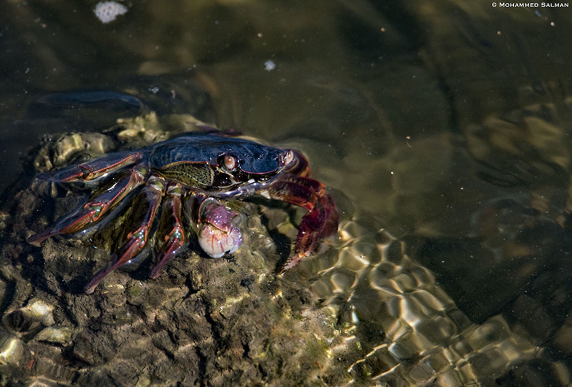 Sally lightfoot crab || Karwar || March 2019<br />
<a href="https://www.facebook.com/MohammedSalmanPics/" rel="nofollow">https://www.facebook.com/MohammedSalmanPics/</a>