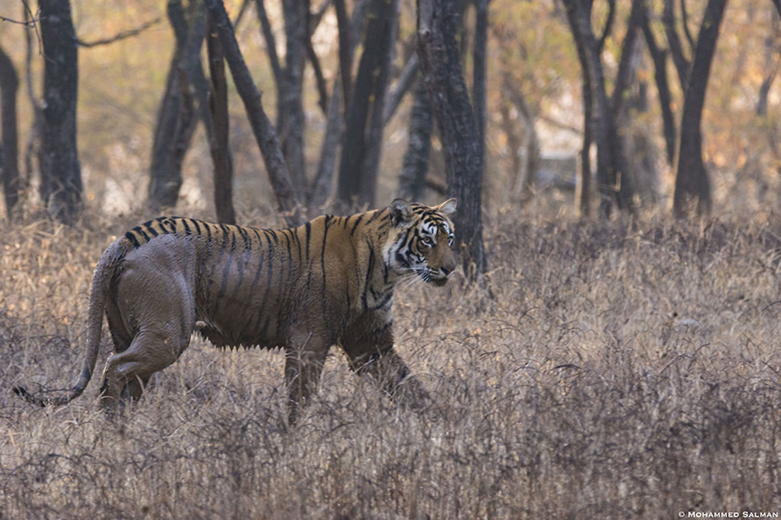 Muddy tigress || Ranthambore || Dec 2016 <a href="https://www.facebook.com/MohammedSalmanPics/" rel="nofollow">https://www.facebook.com/MohammedSalmanPics/</a> Bengal tiger,Panthera tigris tigris