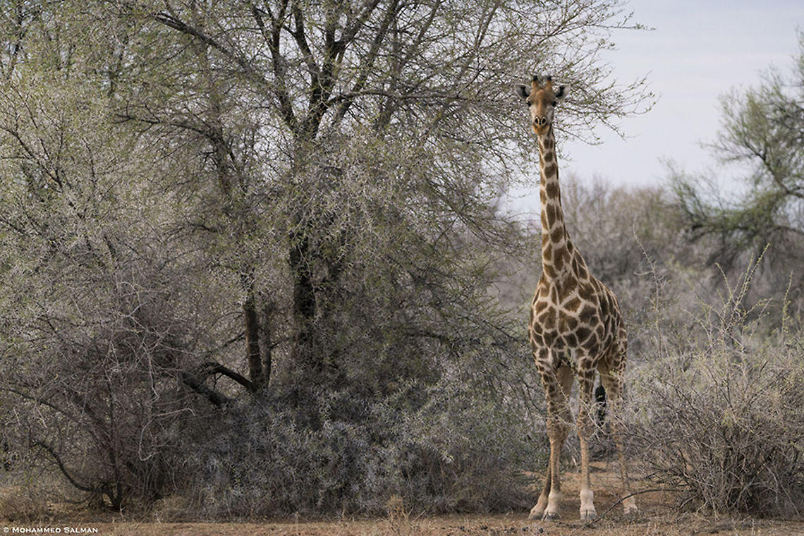 Angolan giraffe || Namibia || Oct 2018<br />
<a href="https://www.facebook.com/MohammedSalmanPics/" rel="nofollow">https://www.facebook.com/MohammedSalmanPics/</a> Angolan giraffe,Giraffa camelopardalis angolensis