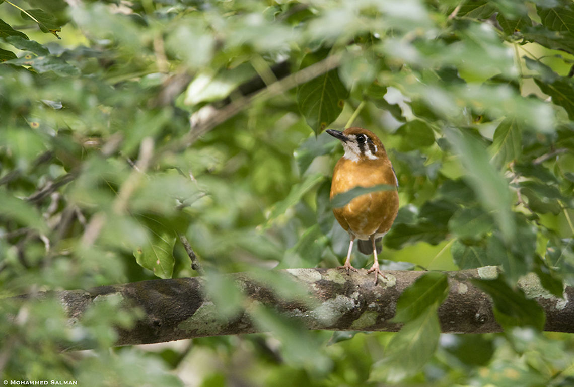 Orange-headed thrush || Dubare || Aug 2019<br />
<a href="https://www.facebook.com/MohammedSalmanPics/" rel="nofollow">https://www.facebook.com/MohammedSalmanPics/</a> Geokichla citrina,Orange-headed thrush