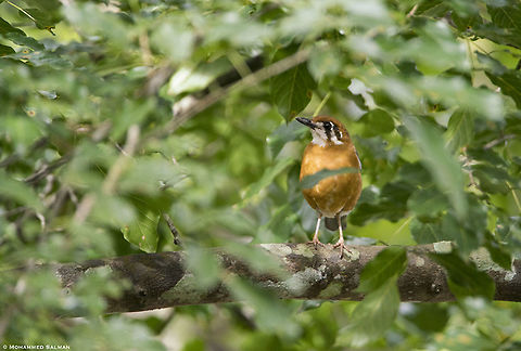 Orange-headed thrush || Dubare || Aug 2019
https://www.facebook.com/MohammedSalmanPics/ Geokichla citrina,Orange-headed thrush