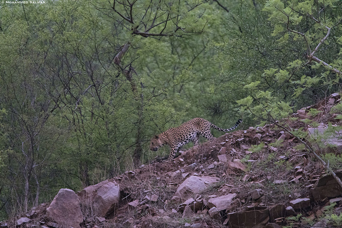 Abode of the leopard || Jhalana || June 2019<br />
<a href="https://www.facebook.com/MohammedSalmanPics/" rel="nofollow">https://www.facebook.com/MohammedSalmanPics/</a> Leopard,Panthera pardus