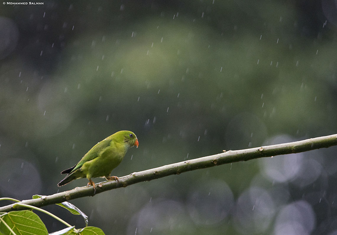 Out in the rains, Vernal hanging parrot || Coorg || Aug 2019<br />
<a href="https://www.facebook.com/MohammedSalmanPics/" rel="nofollow">https://www.facebook.com/MohammedSalmanPics/</a> Loriculus vernalis,vernal hanging parrot